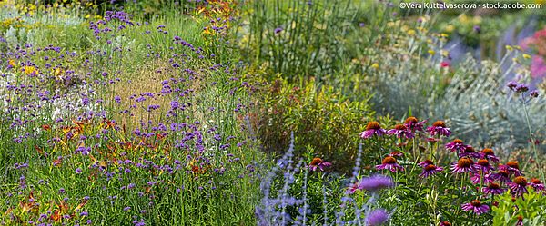 Blumen im naturnahen Garten