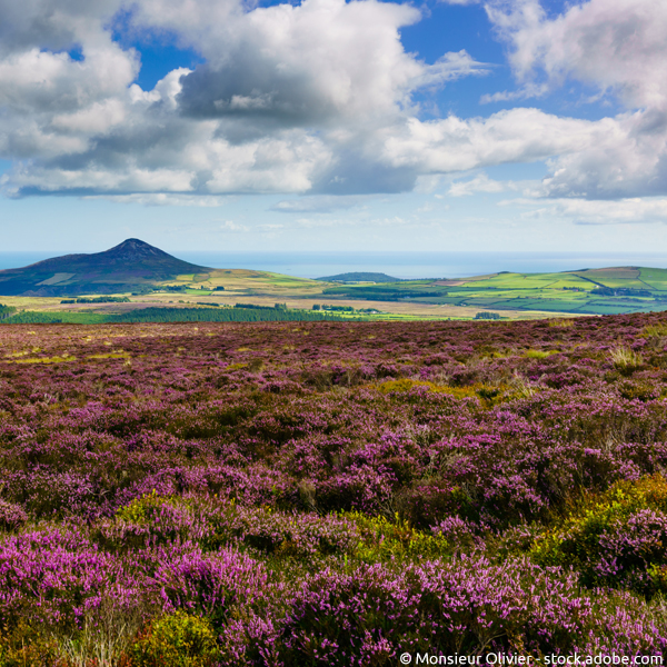 Wicklow Way mit Wicklow Mountains im Hintergrund